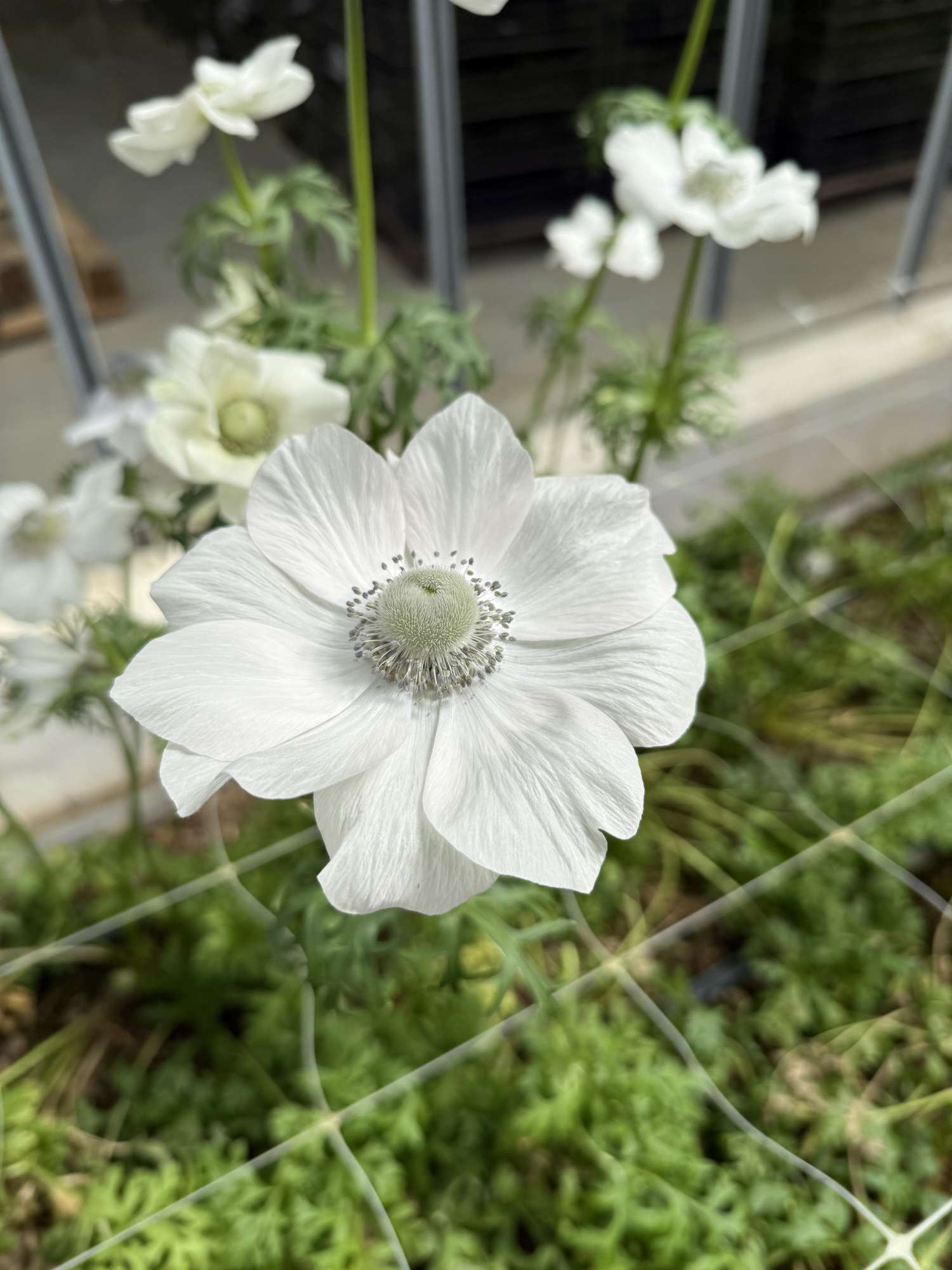 Anemone 'Mistral® Pale'